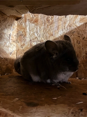 chinchilla weibchen 