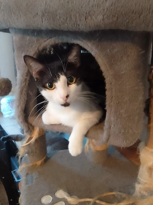 Hübscher BKH+ Sphinx  Mix 