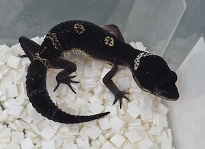 Leopardgeckos aus Hobbyzucht versch. Farbformen wie Tangerine,Bell,BlackNight,Snow