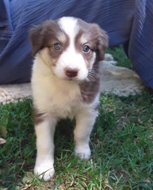 2 Australian Shepherd Welpen suchen noch ein Zuhause 