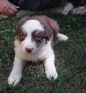 4 Australian Shepherd Welpen suchen ein Zuhause 