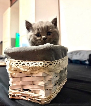 Britisch Kurzhaar Kitten suchen ein liebevolles Zuhause   