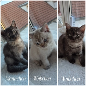 Bkh kitten noch 3 zuhaben!