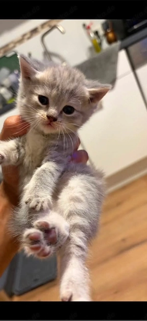 Britisch Kurzhaar Kitten suchen ein liebevolles Zuhause   