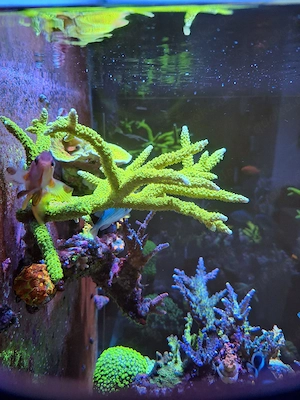 Acropora Enzmann Korallen