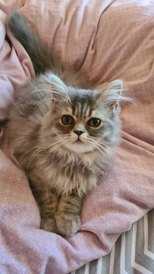 1 Blh Britisch Langhaar kurzhaar Kitten (Kater) Abholbereit 18 Wochen alt