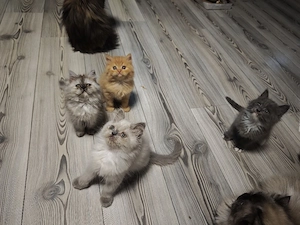 persermix Kitten babys