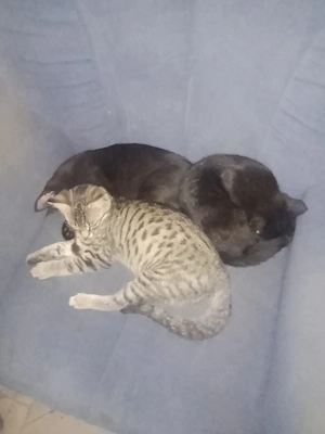 ekh kitten 12 wochen alt
