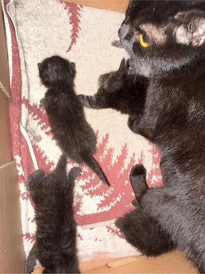 Babykatzen (Bombay-Mischlinge) zu verkaufen
