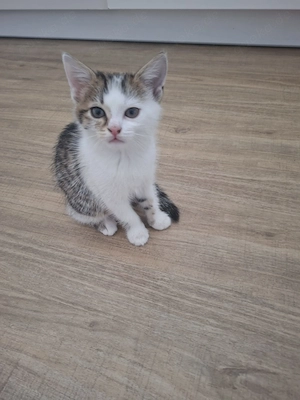 Katzen kitten