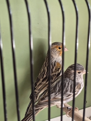 Kanarienvogel Achat rot mosaik