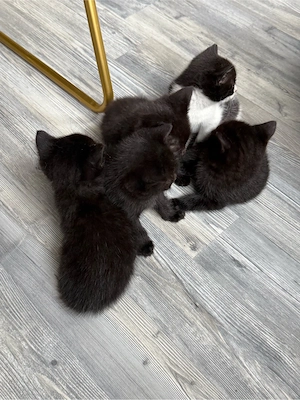 Babykitten