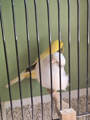 Kanarienvögel Gloster