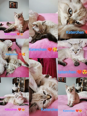 Heilige Birma Kitten Babys
