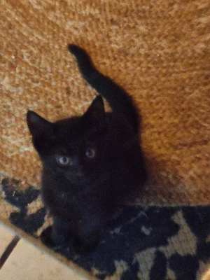 Kater Kitten