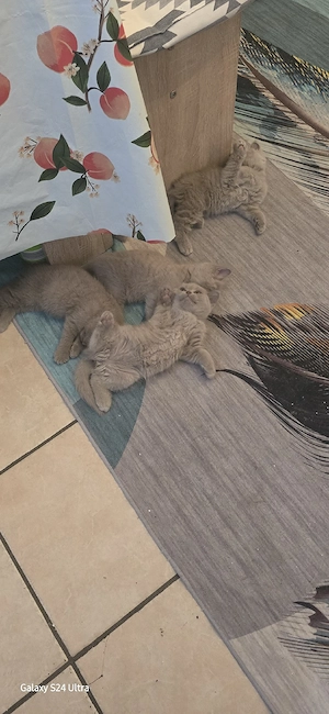 5 BKH Kitten suchen ein neues Zuhause