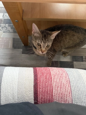 Nala Sucht Dringend ein zu hause 