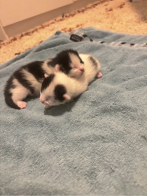 4 süsse Kitten suchen ein liebevolles Zuhause 