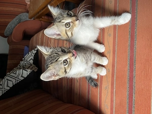Kitten suchen liebevolles Zuhause