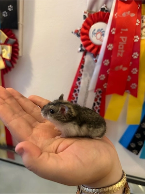 Zwerghamster Männchen Jungtier sucht Zuhause