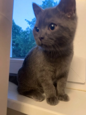 BKH Katze Kitten Katzenbaby 