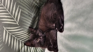 4 Katzen suchen neu Zuhause 