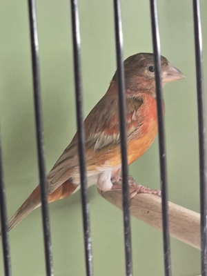 kanarienvögel 