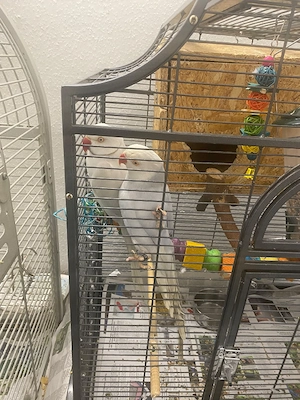 Vögel Halsbandsittiche Paar mit Käfig