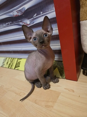 Sphynx-Kätzchen zu verkaufen