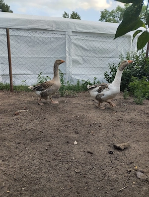 verkaufe Gänse 