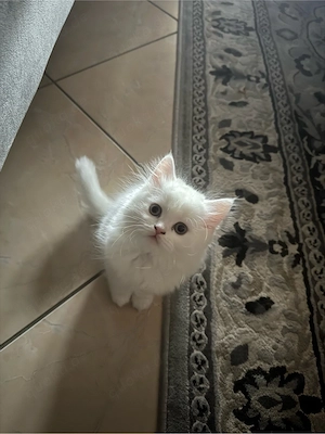 wünderschöne bkh persisch kitten 