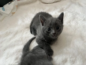 BKH Kitten 