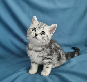 Niedliche BKH Kitten mit Stammbaum Silver Tabby Classic