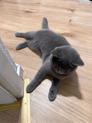 Katze 6 monate
