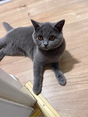 Katze 6 monate