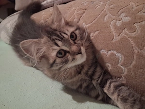 Perser mix kater 14 wochen sucht ein neues zuhause