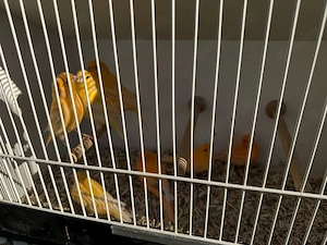 kanarienvögel 