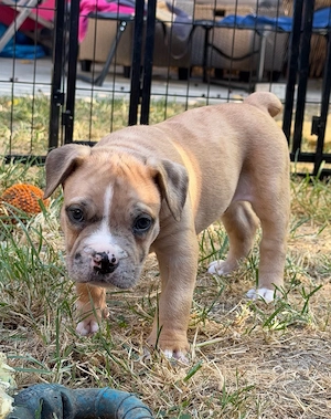 American Bully XL   OEB Welpen aus Top Verpaarung 