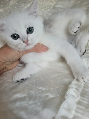 Wunderschöne BKH Kitten ( männl.  mit Stammbaum) Abholbereit