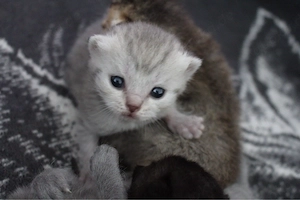 wundervolle BKH Kitten abzugeben