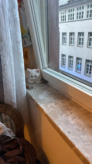 bkh-mix weiblich