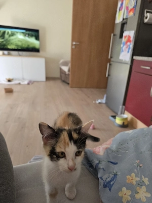 junge kitten sucht ein zuhause