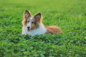 Hund zu verkaufen so schnell wie möglich 