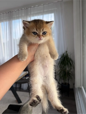 Reinrassige Golden Chinchilla Kitten    Reservierung möglich