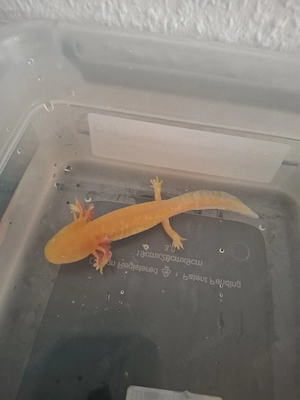 Axolotl babys 