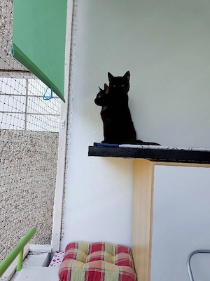 suche nur für den kleinen Mann ein lieben Zuhause 