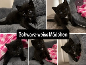 Heilige Birma Main coon kitten geimpft gechipt