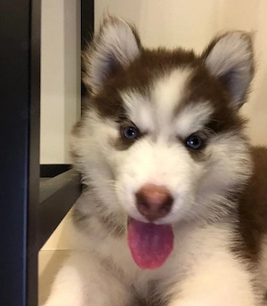 Wunderschöner Siberian Husky als Begleiter