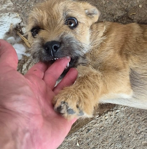 Die kleine Effie möchte Familienhund werden 