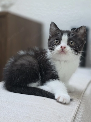 BKH Kitten Junge braun weiß ab September